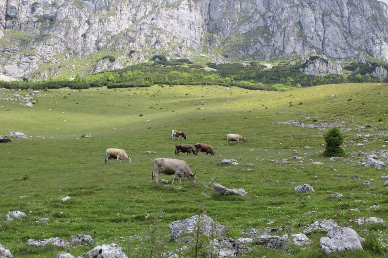 Casuta De Langa Padure Hotel Moeciu De Sus Bagian luar foto